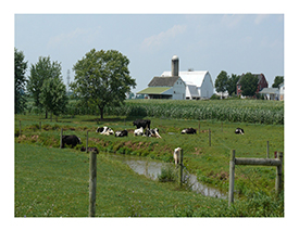 insurance Farm